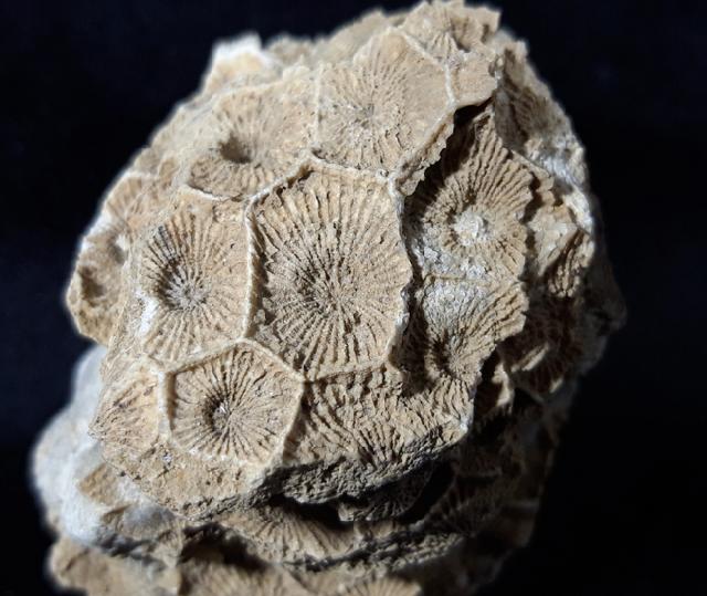 Acroycathus foliformis ORBIGNY 1849 - Bild © FossNet FossilienStore